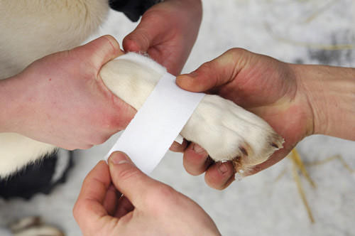 狗狗咬的针孔大小伤口去擦会痛吗,狗咬的伤口深用打蛋白吗