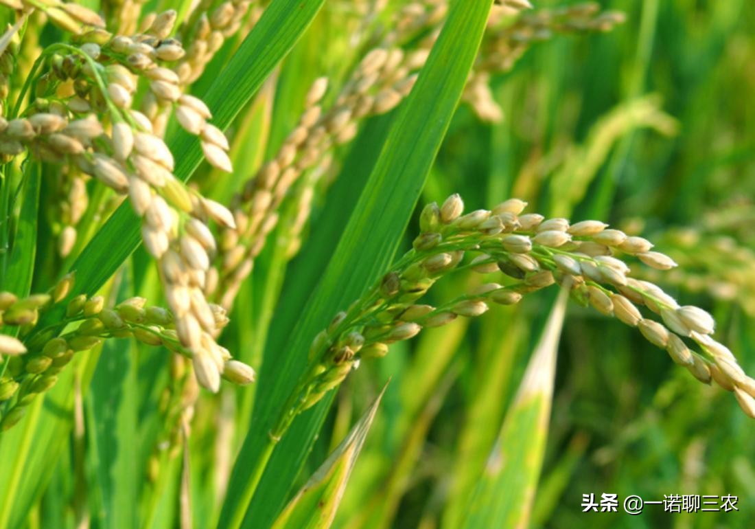 水稻种植时期水量管理,水稻大棚温度管理