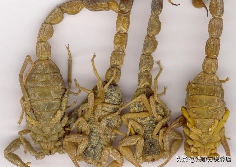 用虫药治疗肺癌有效吗,擅长用虫类药的名老中医