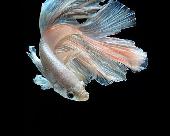 世界上最漂亮的鱼第一名,世界上最漂亮的十大鱼排名