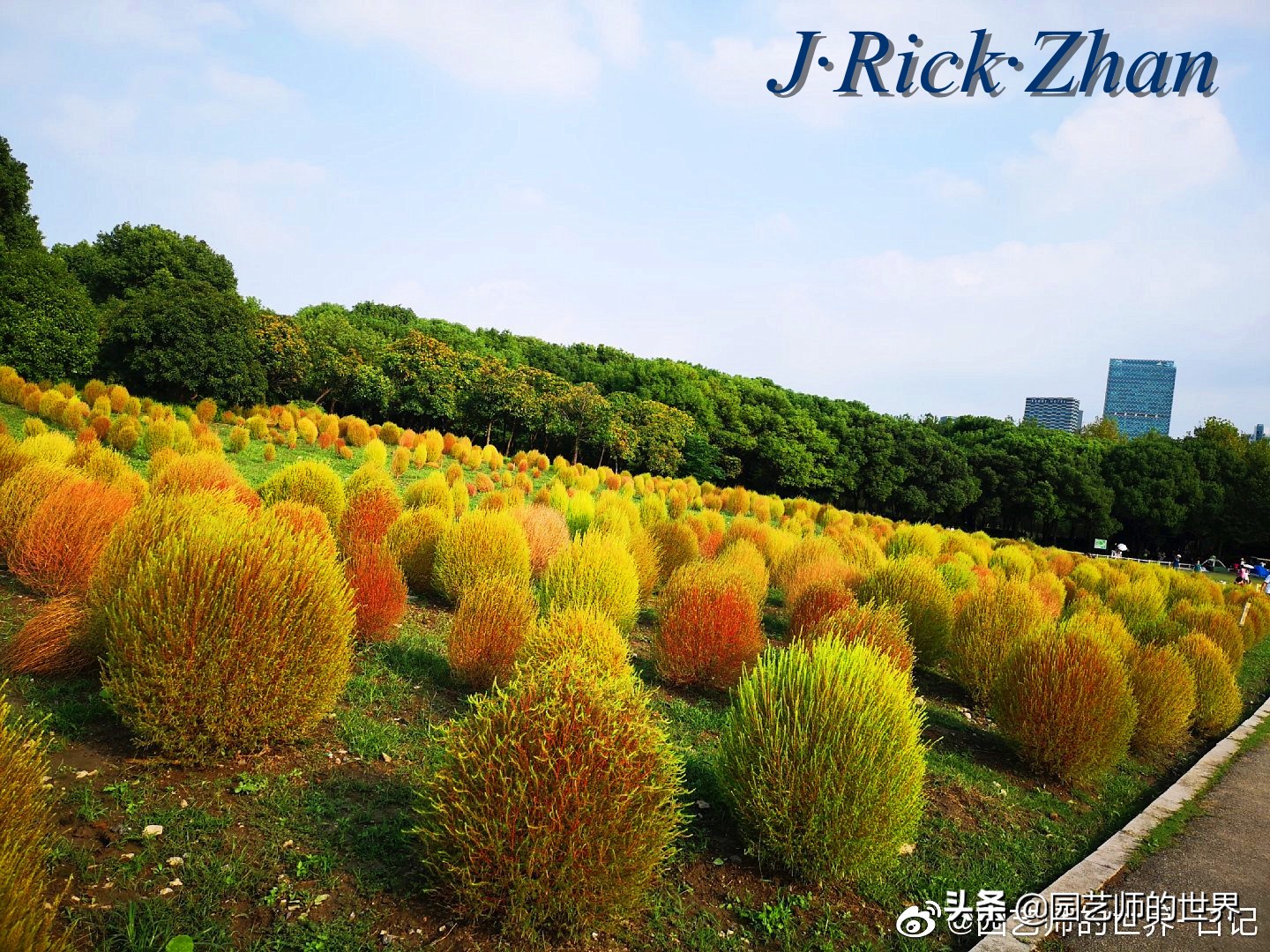 红色地肤草的种植方法,红地肤怎么养