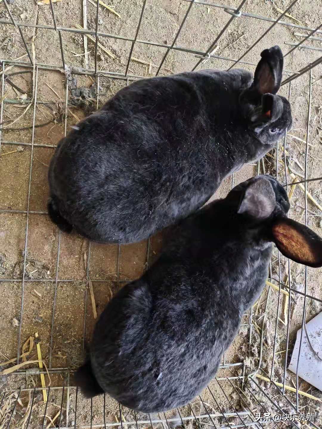 养兔的100个技巧,养兔必备技巧视频教程大全