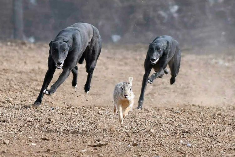 谁知道这是什么品种的狗,这是什么狗的品种