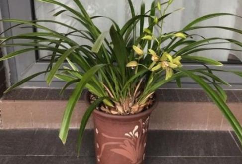 盆栽土太湿总是不干怎么办,盆栽土很硬结块怎么回事