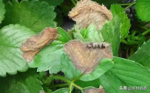 种植草莓的各种病害,草莓最全的病虫害防治方案