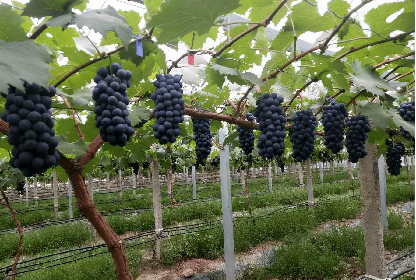 最新的早熟葡萄品种,比较好的早熟葡萄品种