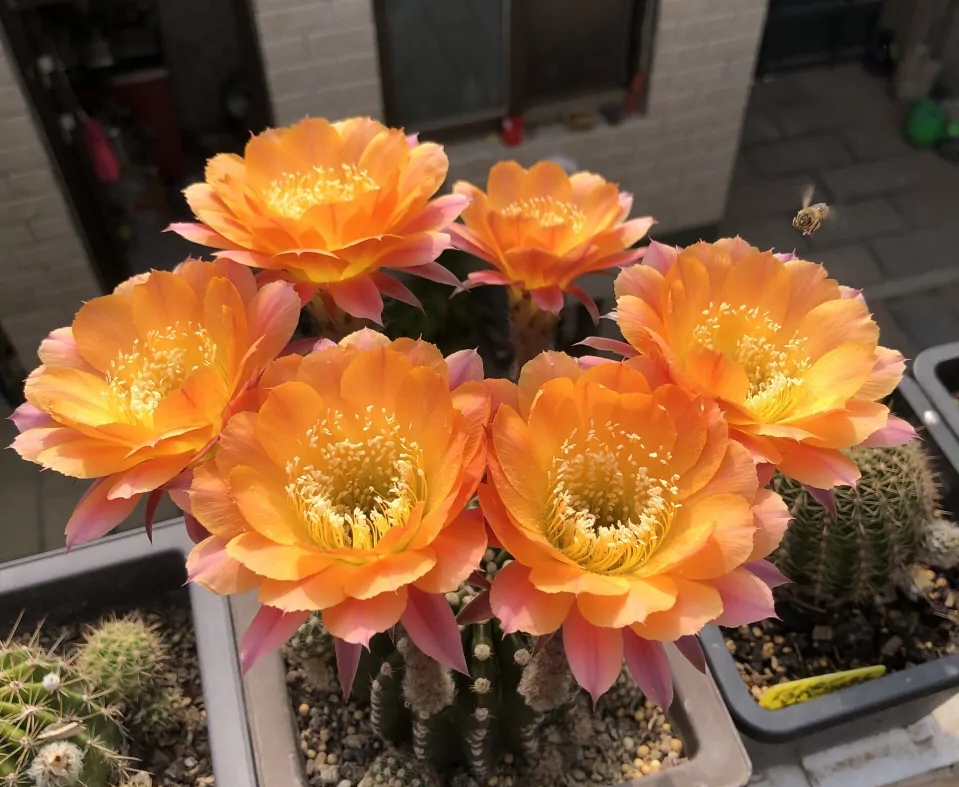 仙人球是圆的现在怎么长成尖的了,宇宙殿仙人球越长越尖是怎么回事