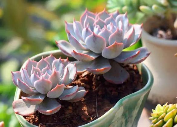 最值得买的多肉品种,包邮最漂亮多肉