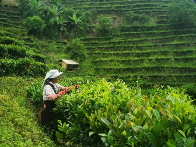 云南十一自驾,云南自驾游十一旅游攻略