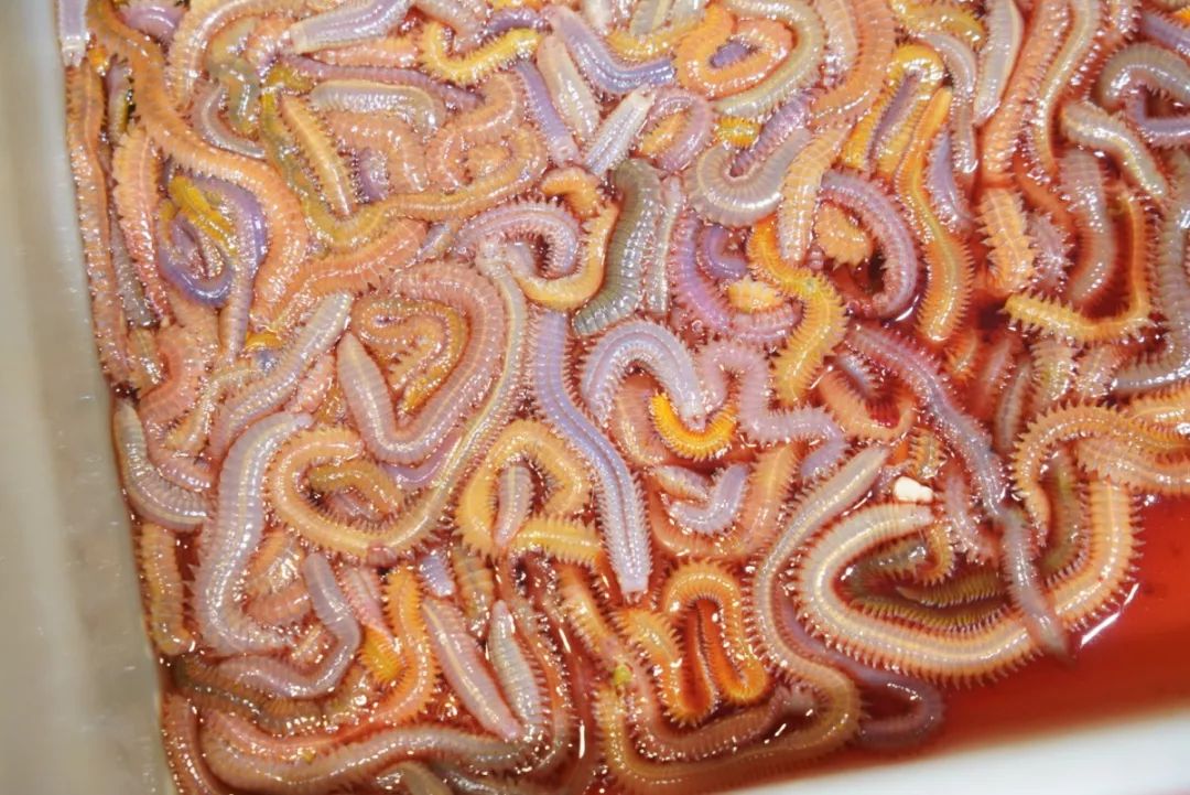 人均30就可以吃广式甜品,福建霞浦海鲜一条街哪家店最好吃