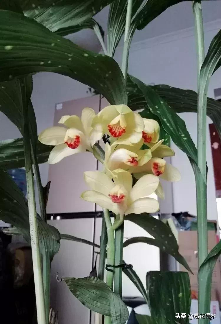 兰花推荐亭亭玉立的鹤顶兰,金斑鹤顶兰花