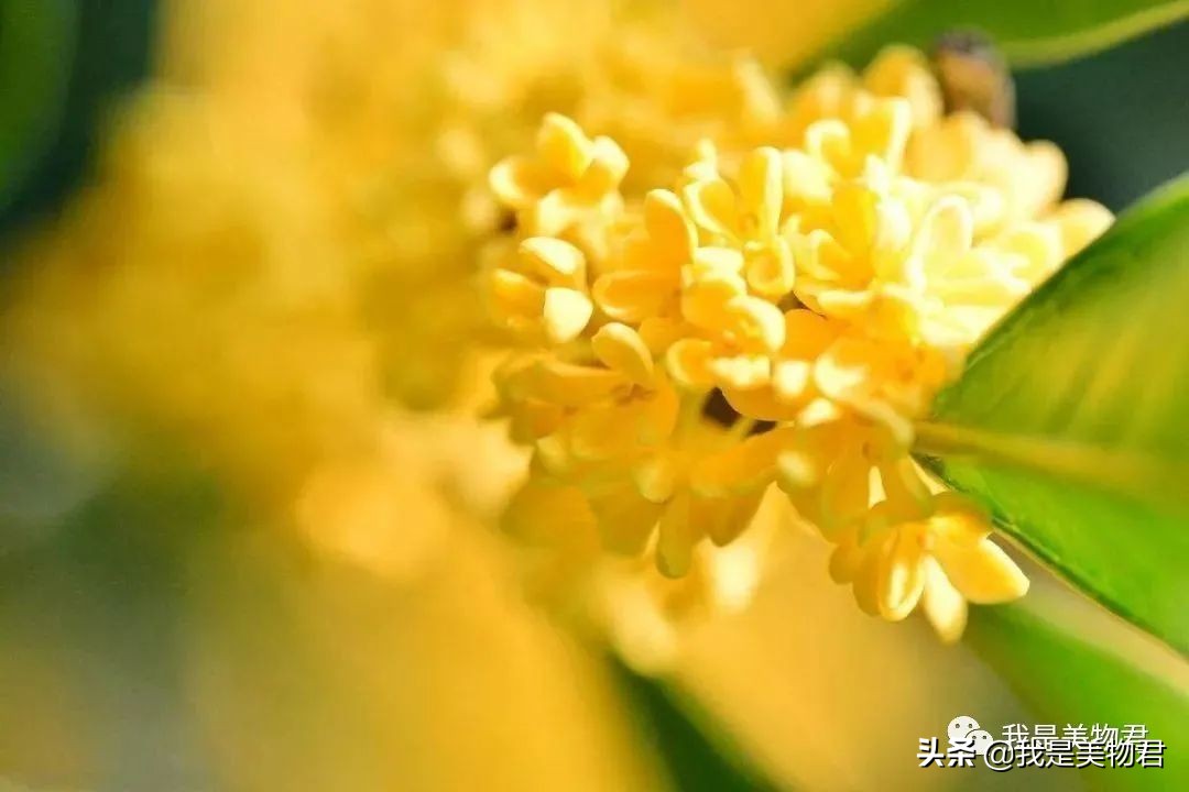 秋天香水橘香,秋季香水