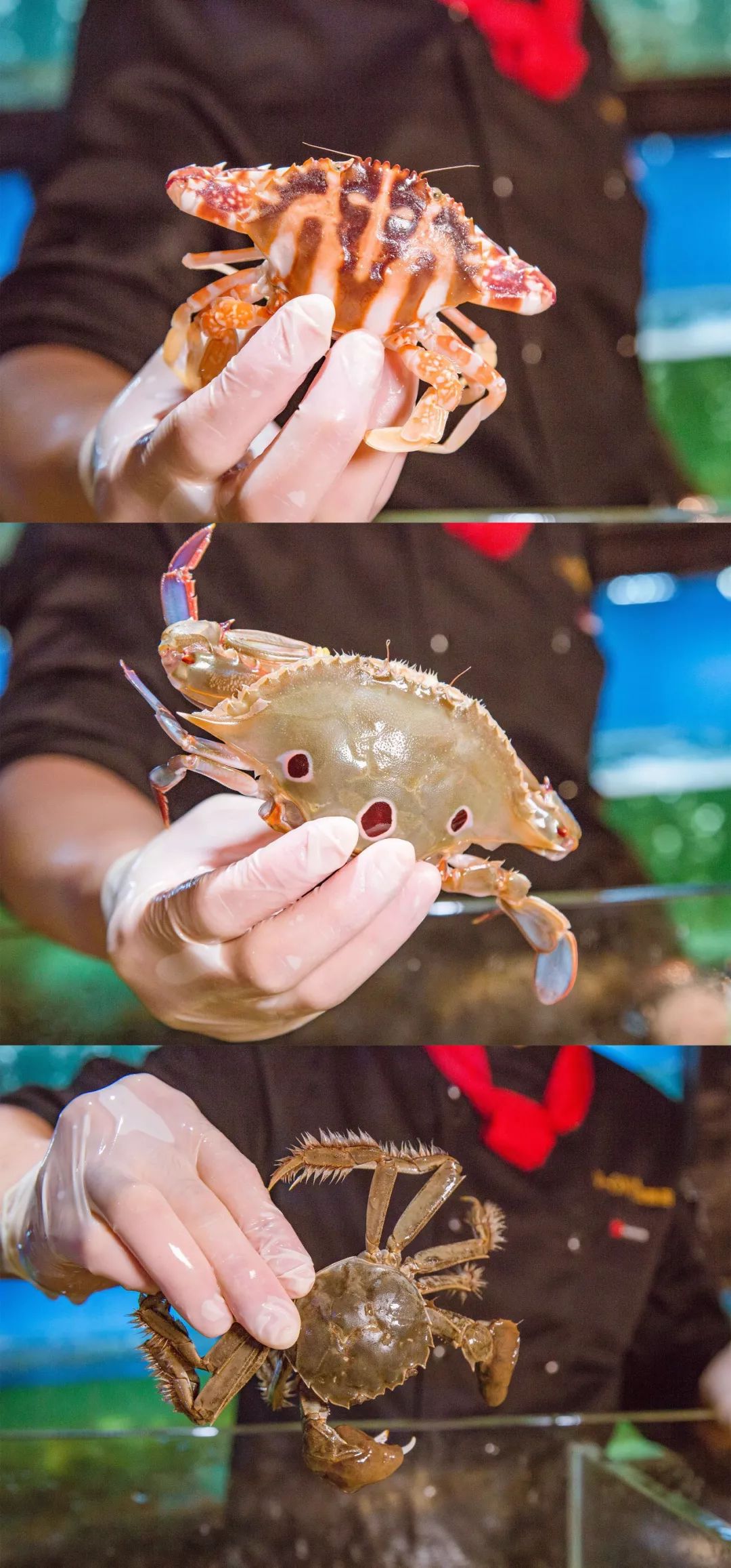 象拔蚌拼鹅肝三文鱼刺身拼盘,象拔蚌三文鱼鹅肝刺身拼盘