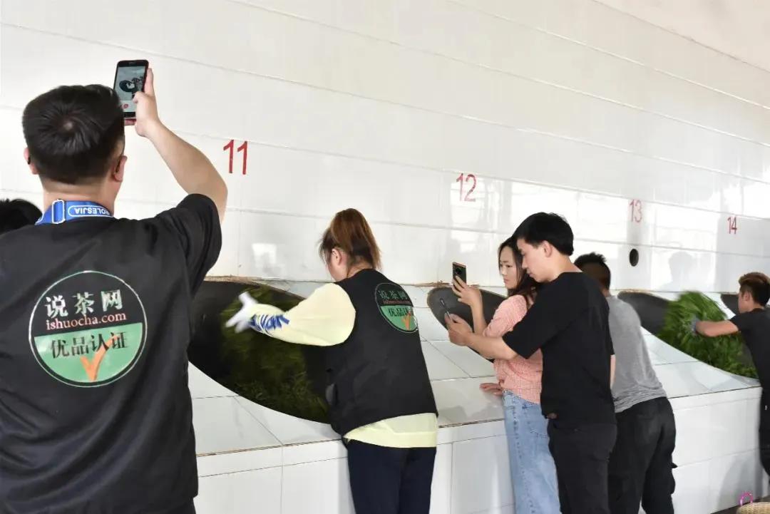 杀青后的茶叶多久开始揉捻,茶叶杀青什么程度熟茶最好