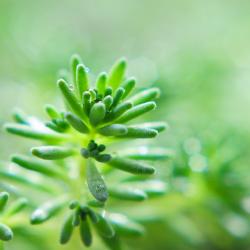 足跟痛董氏针灸,古派针灸最佳配穴