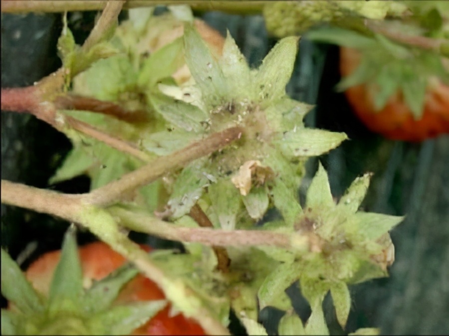 草莓土壤里有虫怎么处理,草莓棚四大病害