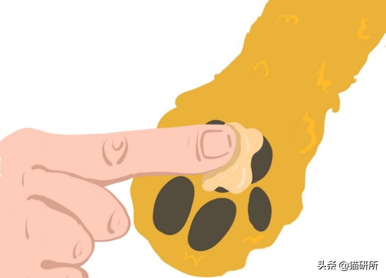 猫肉垫干裂不让人碰,猫肉垫黑色干裂