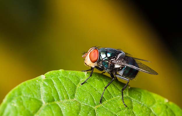 教你几个去害虫妙招,夏季如何防止虫害