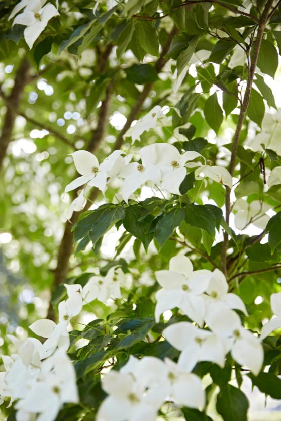 适合花园的小型树木,适合自家花园种植的树木花卉