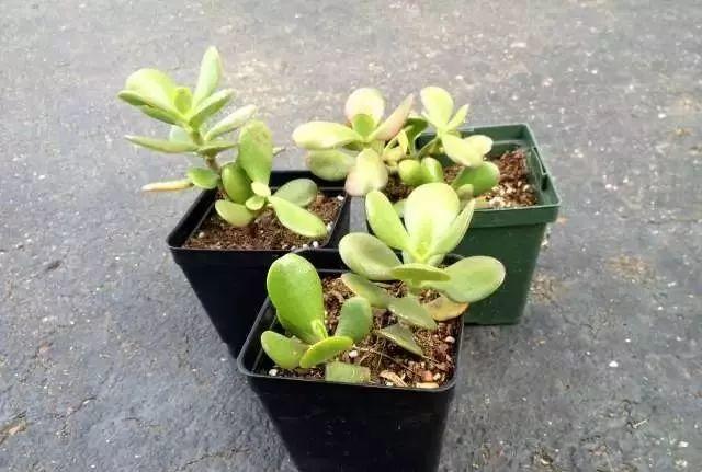 老桩最好养的三种植物,三代传家宝盆景