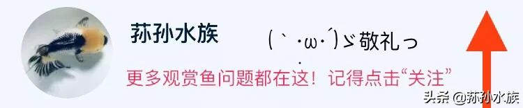 纯净水养鱼还需要养水吗,养鱼开缸养水的正确方法