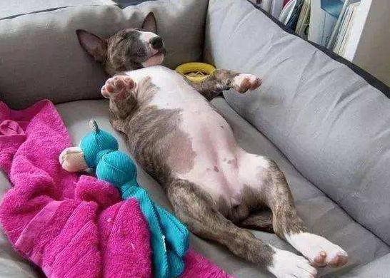 泰迪狗狗晚上不睡觉一直叫怎么办,狗狗晚上不睡觉满屋遛是什么原因