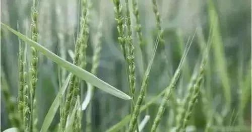 麦田里节节麦怎样根除,节节麦野燕麦雀麦图片