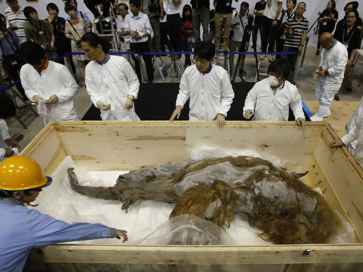 人类胚胎最初属于哺乳类吗,人类胚胎发育的场所是