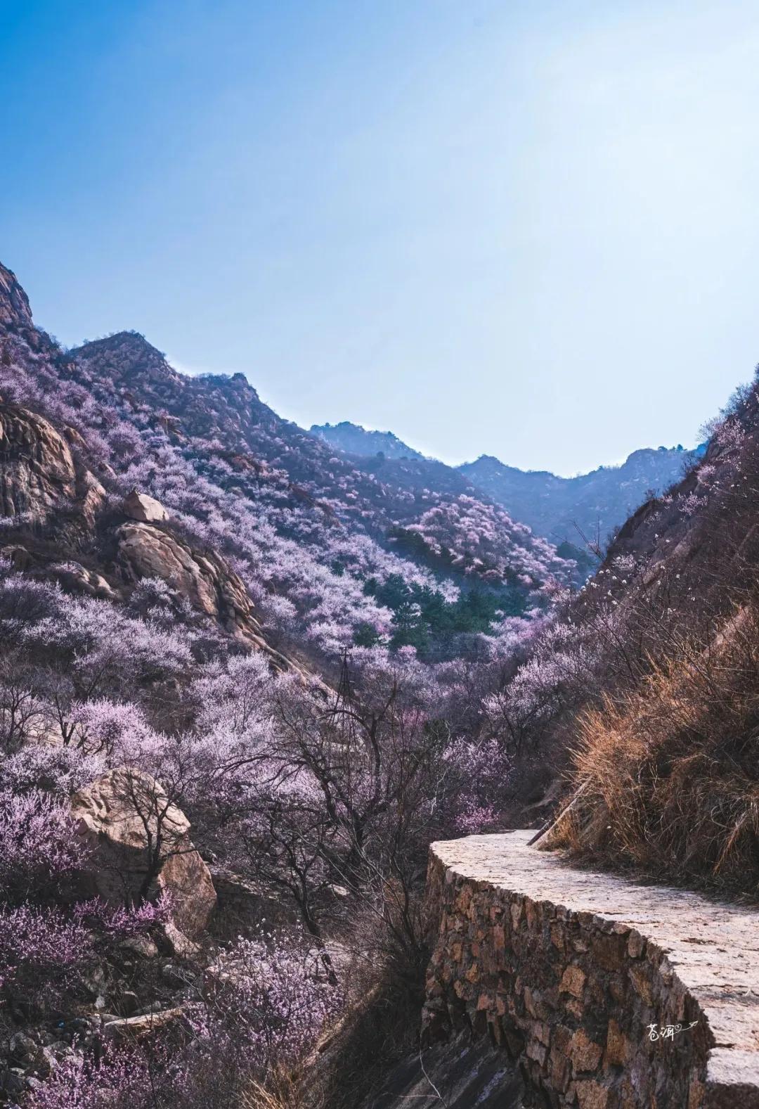 一个不出郑州的踏青好去处,天津春游公园推荐