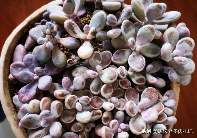 多肉桃蛋蔫了怎么办,多肉桃蛋为啥蔫了