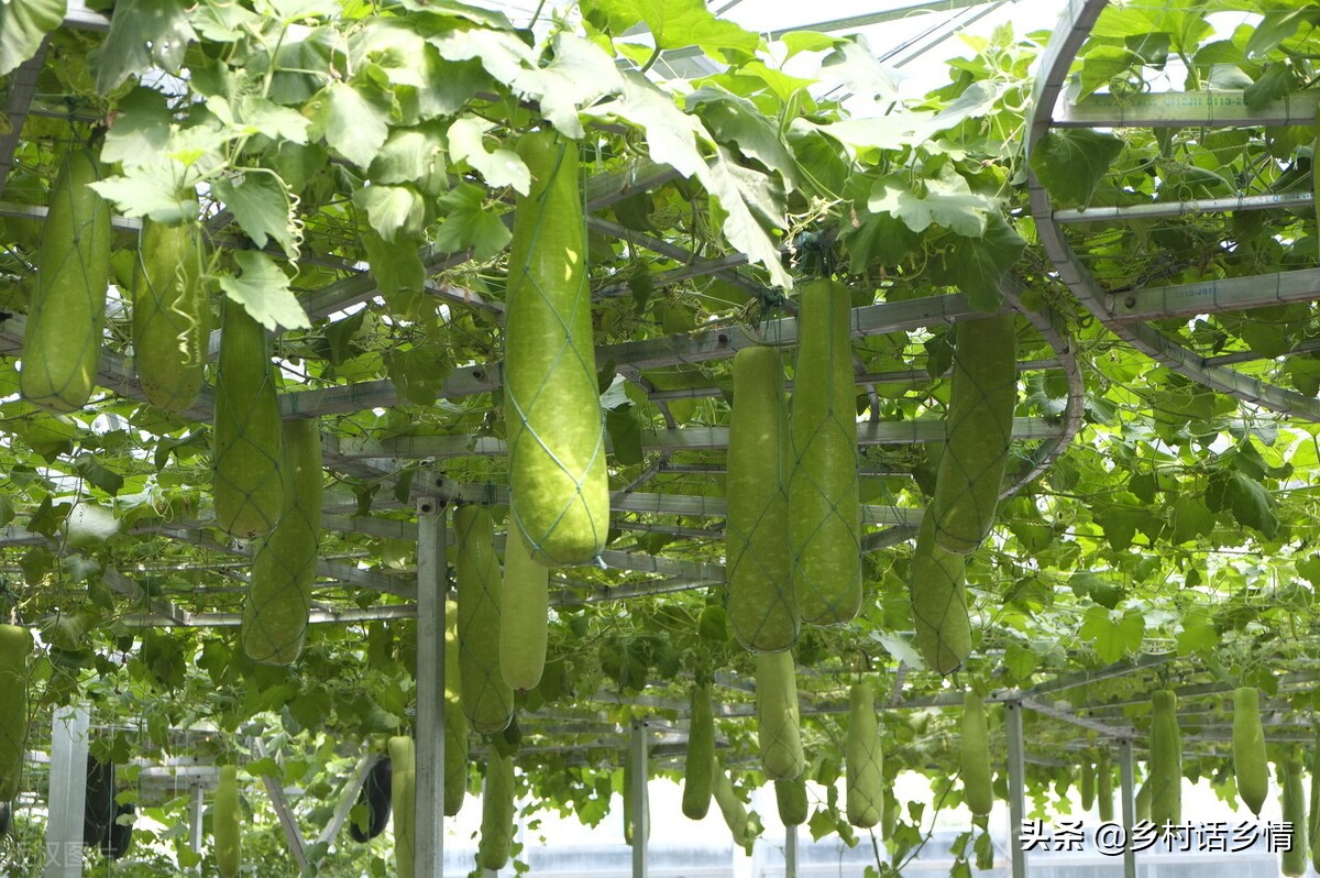 蔬菜实用种植小技巧视频,种植蔬菜最好的小技巧