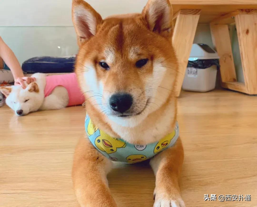 西安有哪些可以撸兔子的店,西安撸兔子的店