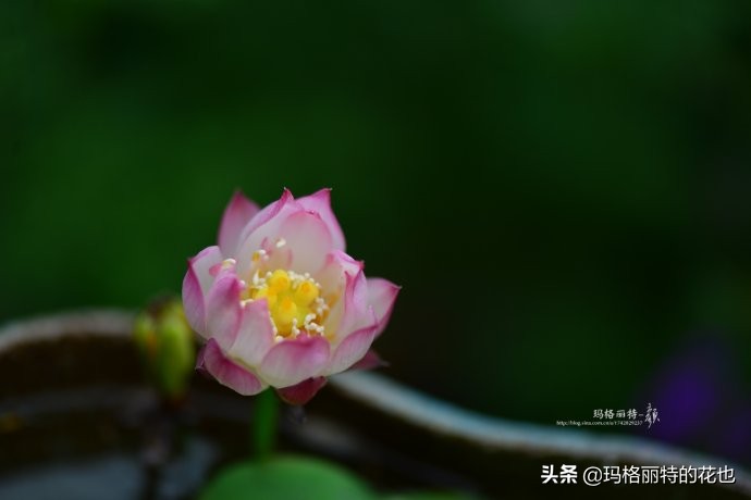 种碗莲要注意的几点,碗莲需要重复种植吗