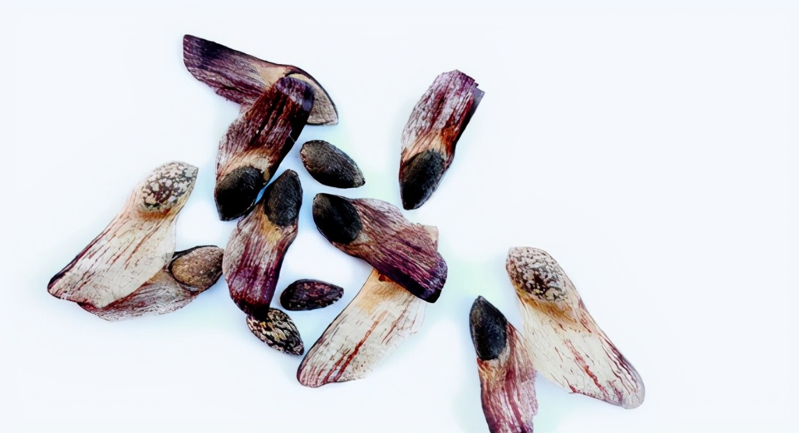 鏉惧瓙姝㈠挸鍖栫棸鍋忔柟澶у叏,鏉惧瓙姝㈠挸涓嵂