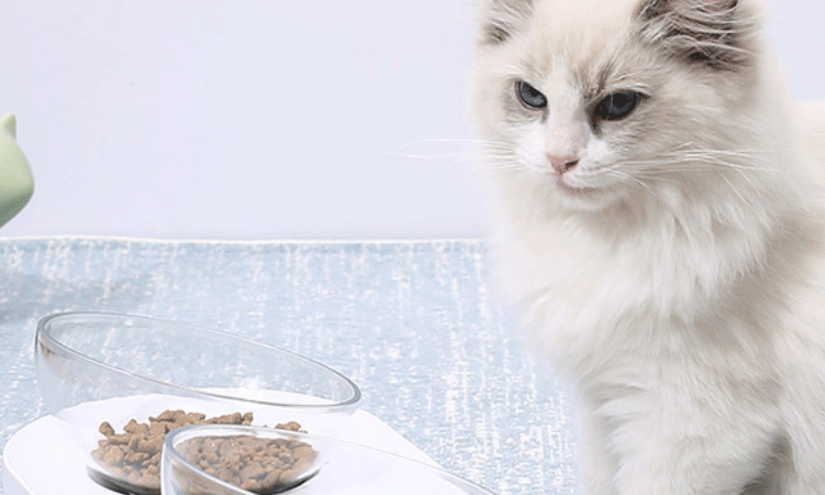 猫咪总是不消化怎么办,猫咪总是吃不饱是怎么回事