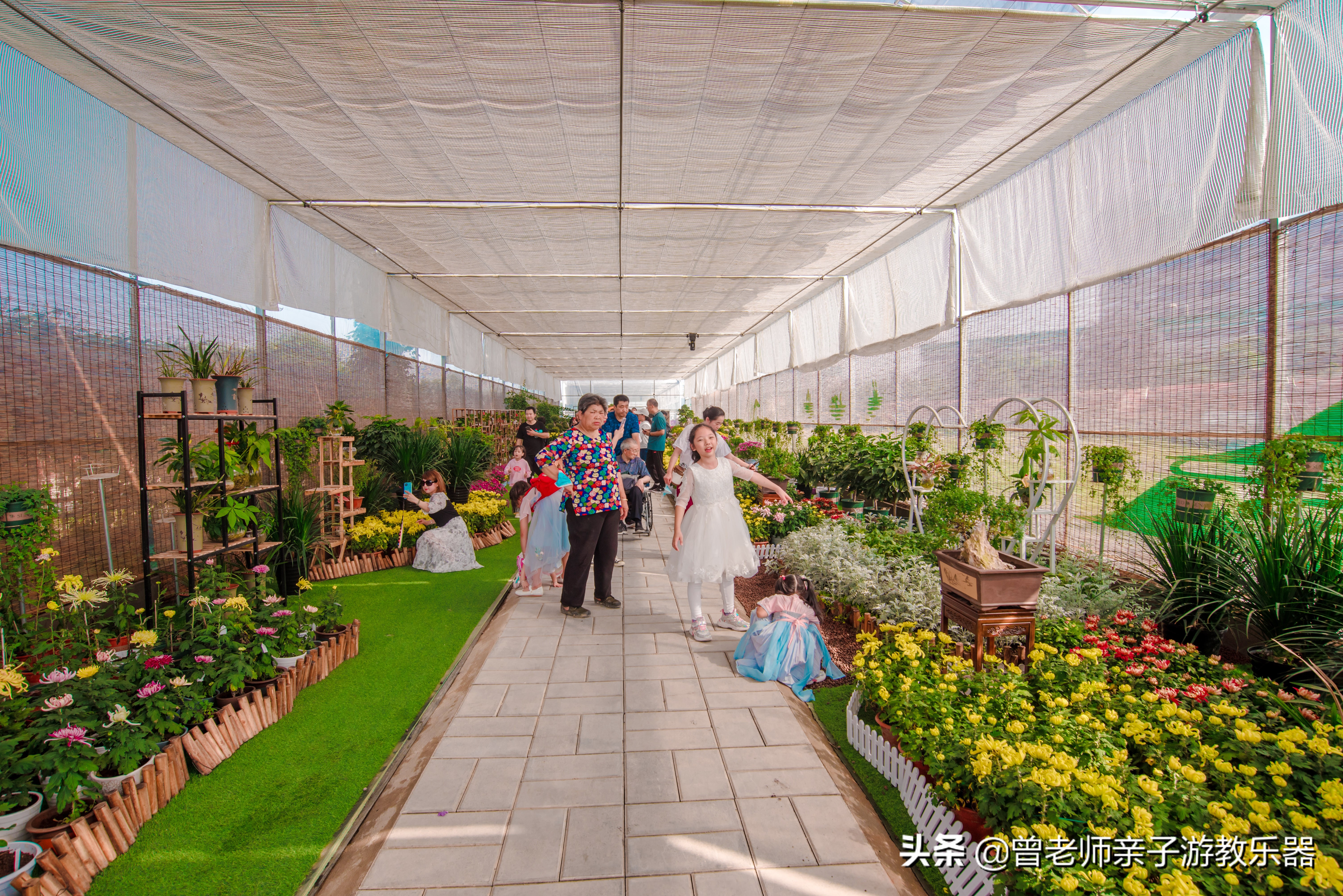 西安菊花节9.9元门票,爱菊菊花节怎么去