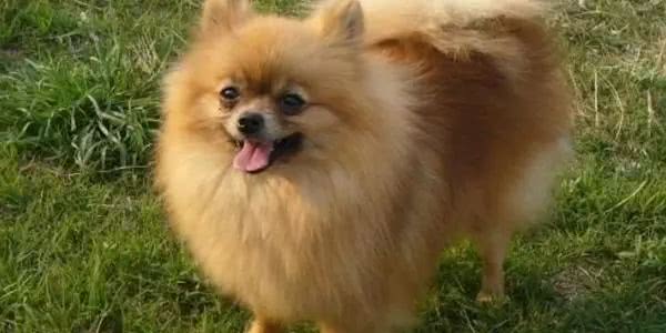 柯基小短腿狗,像柯基的都有什么狗