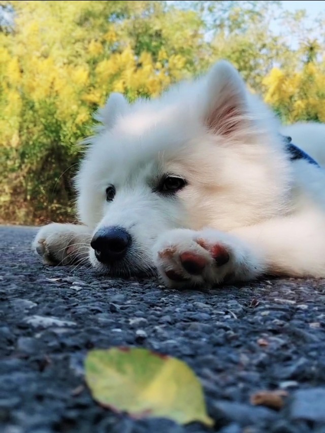 萨摩耶犬饲养注意事项,养萨摩耶犬注意的事项