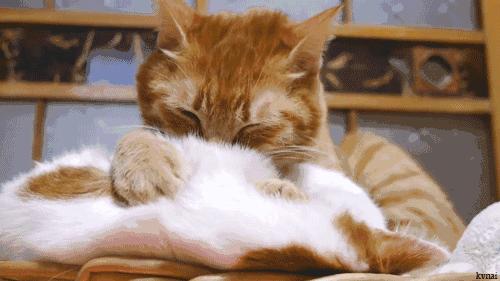 猫咪怎么教小猫咪踩奶,为什么猫咪学不会上马桶