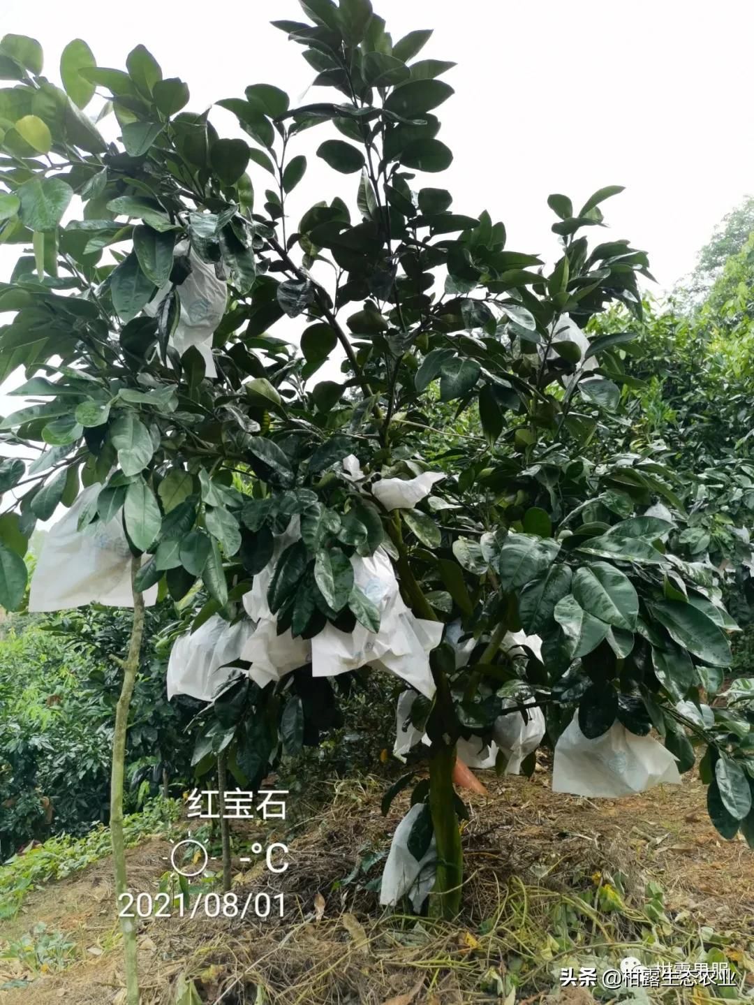 泰国红宝石柚2020价格,泰国红宝石柚树低价出售