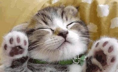 猫咪踩奶的时候看着猫咪会喵喵叫,怎么教不会踩奶的猫咪踩奶