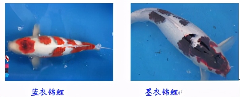 锦鲤鱼趴缸怎么解决,锦鲤鱼鳞溃烂最简单的解决办法