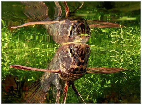 容易饲养的鱼有哪些,哪种鱼特别小特别好养