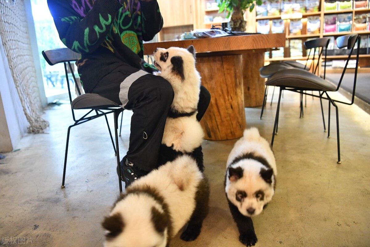 生活中松狮犬的养护须知是什么,松狮犬该怎么养这篇文章为你解读