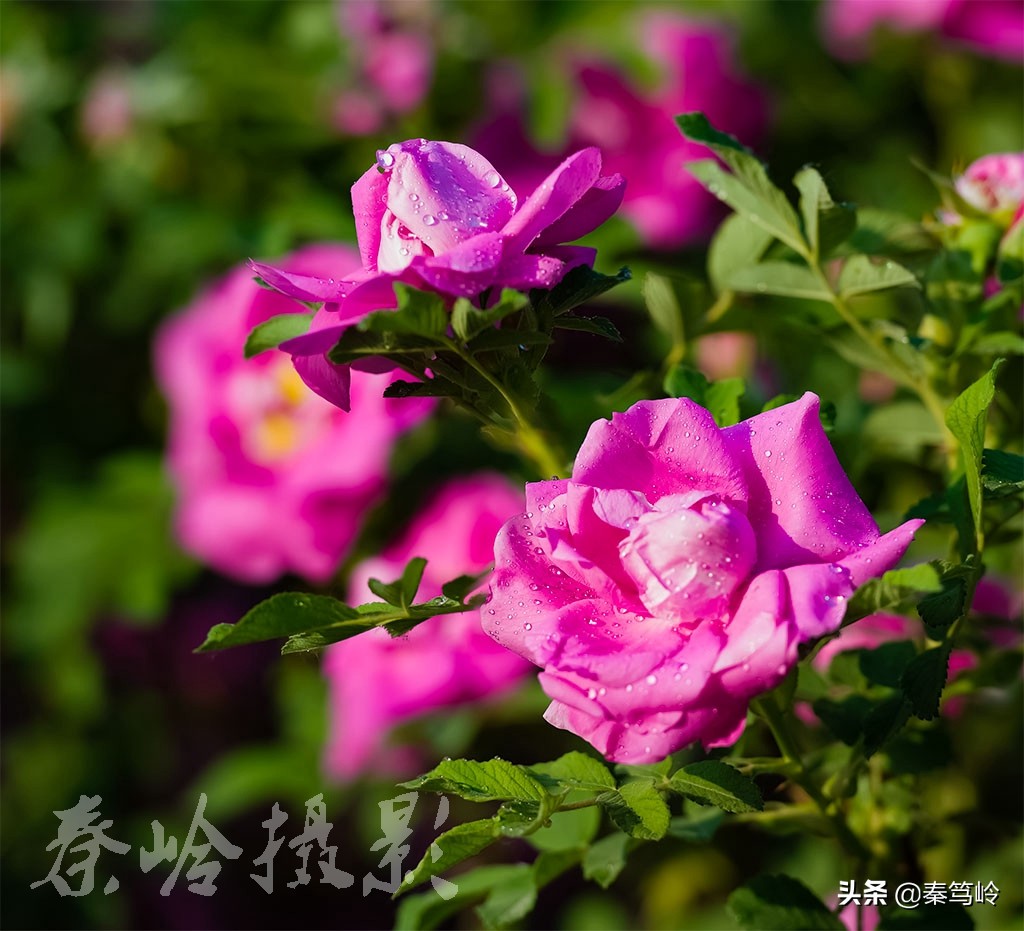 五月玫瑰花期,五月玫瑰盛开时