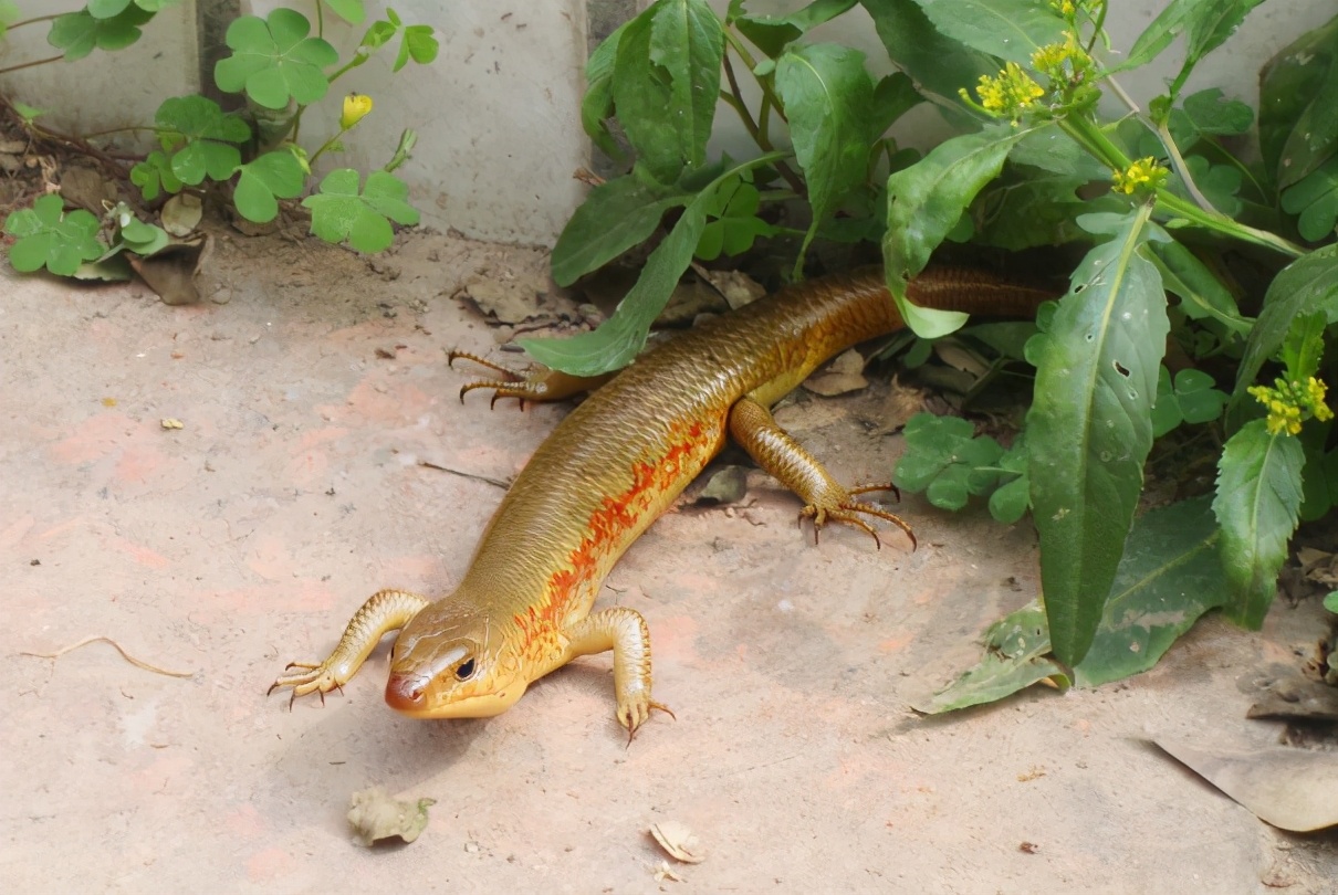 80后儿时玩物“狗婆蛇”，因犯了大忌，如今已是濒危保护动物？