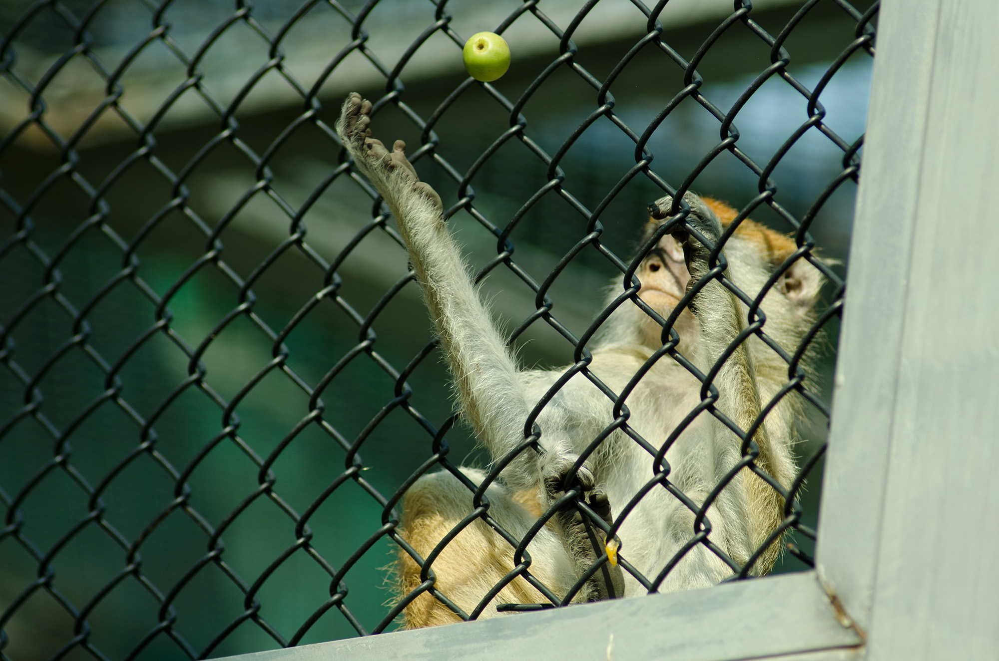 尼康d7000和手机拍照哪个清晰,尼康相机推荐新手入门d7000