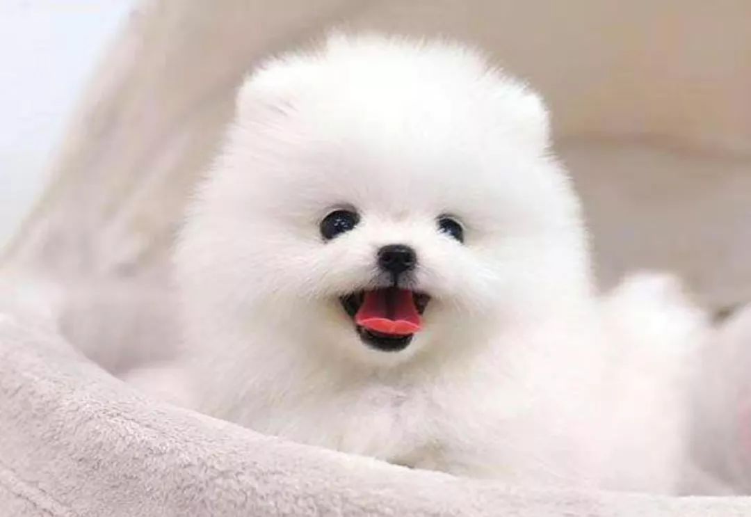 博美幼犬去泪痕方法视频,博美去泪痕的最强方法视频