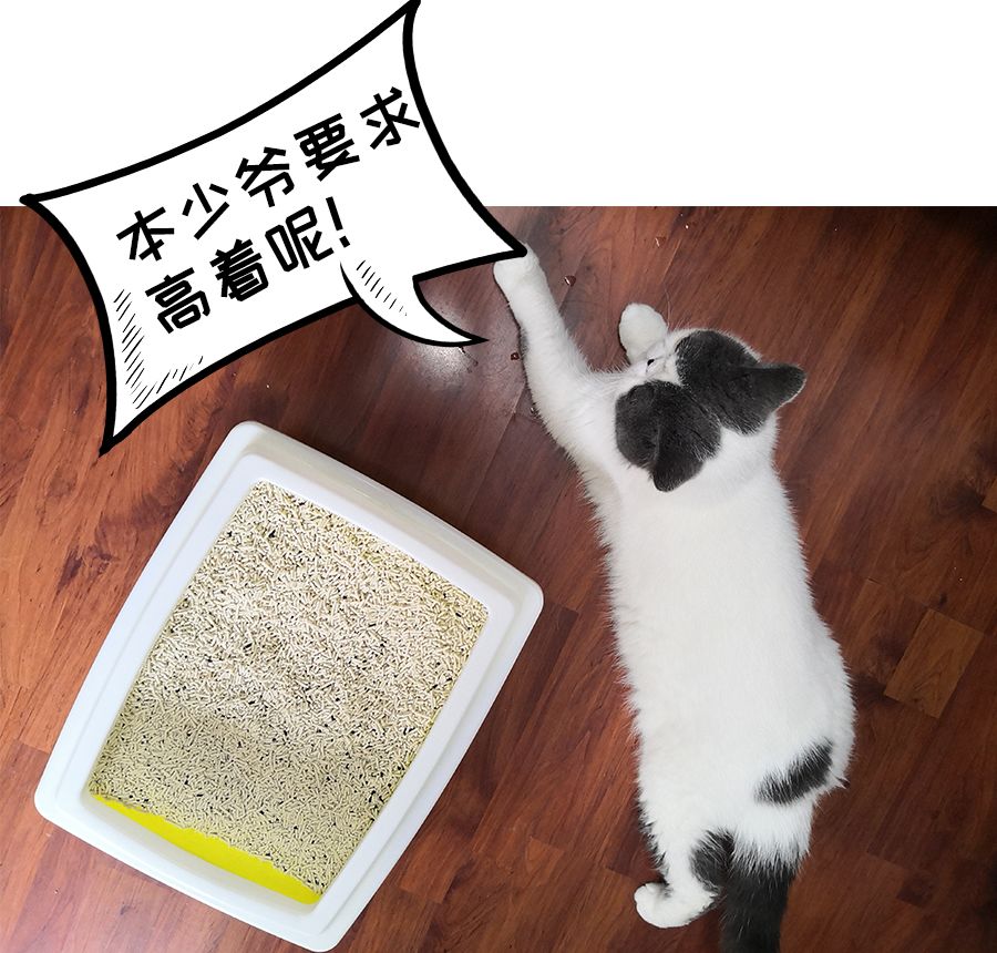 黑科技超强除臭猫砂,豆腐猫砂无粉尘真实测评
