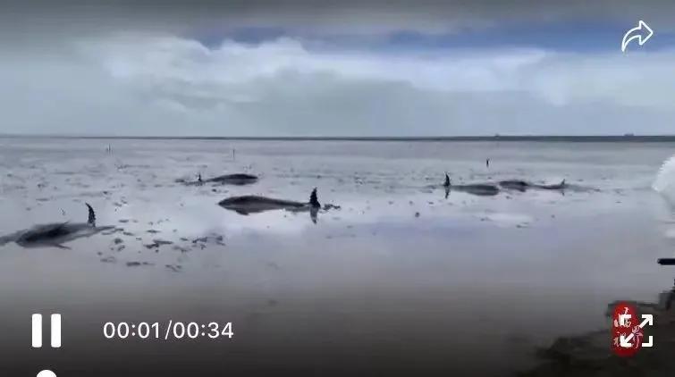 台风烟花过后留下惊人的一幕,台风烟花结局
